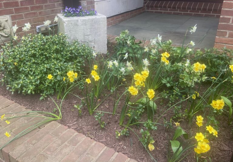 Garden Renewal